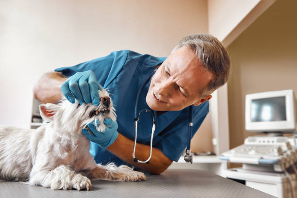 Best Emergency Treatment for Dental Infections or Abscesses in Jackson, CA